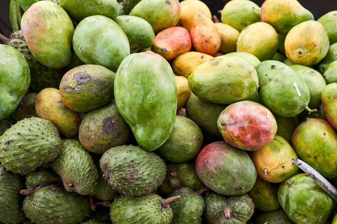 Mango Season: Picking, Cutting and Freezing a Glut