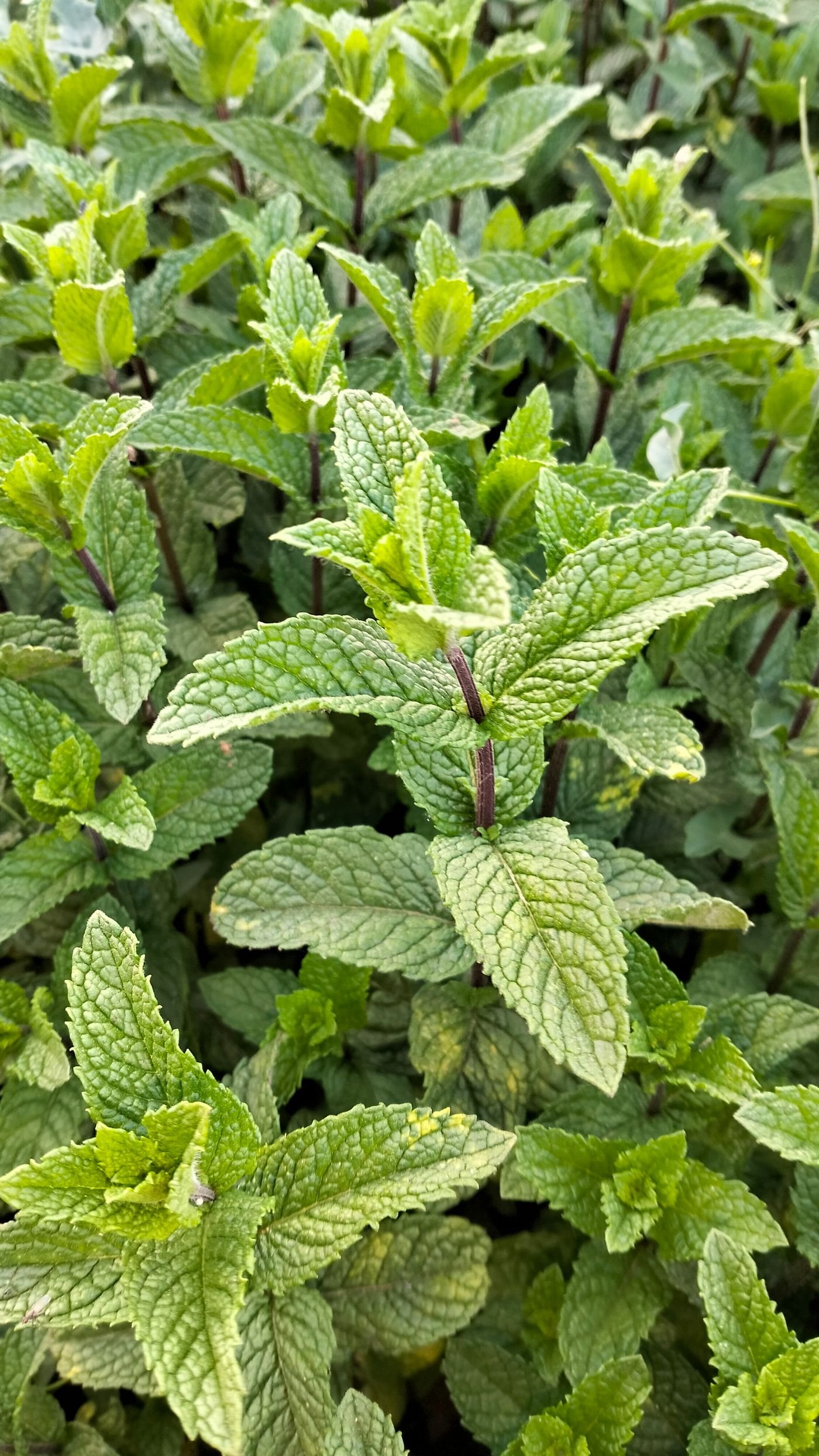 Keeping Soft Herbs Alive in Hot, Humid Weather